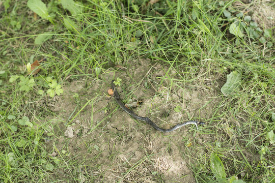 Natrix - a dead snake in the grass.