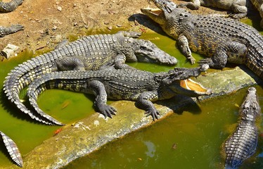 Naklejka premium Crocodile taking sunbath in the crocodiles farm, Thailand 
