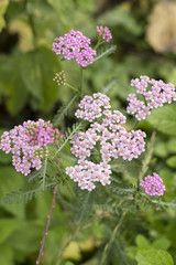 Pink yarrow flower outdoors.