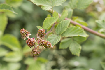 Obraz premium Green blackberry fruit on the plant.