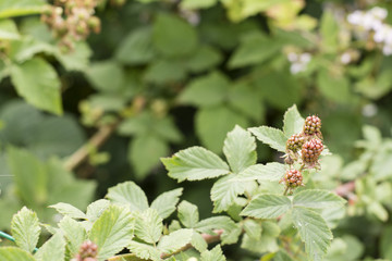 Green blackberry fruit on the plant.