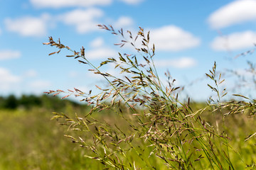 meadow grass against the blue summer sky