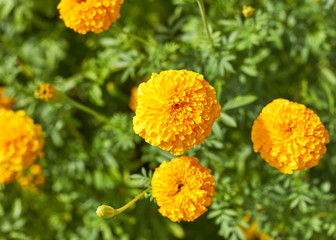 Beautiful Marigold flowers