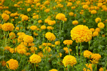Yellow Marigolds flowers