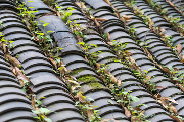 Grass grows in the tiles