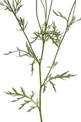 Leaf of peony flower, lat. Paeonia, isolated on white background