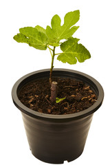Fig tree plant in black plastic pot