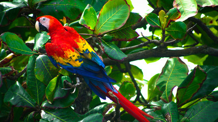 Wild scarlet Macaw sitting in a tree at the beach at Corcovado National Park, Costa Rica