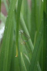 モノサシトンボのペア