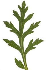 Leaf of peony flower, lat. Paeonia, isolated on white background