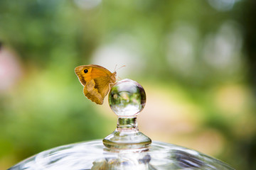 Papillon posé sur une caraffe en cristal