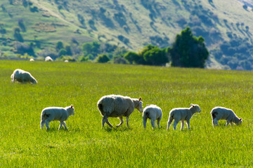 Obraz premium <ニュージーランド>牧場の羊