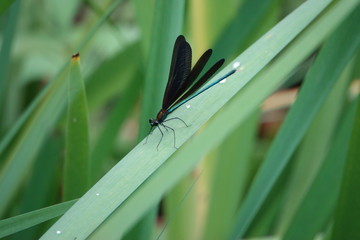 ハグロトンボのオス