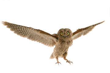 flight European scops