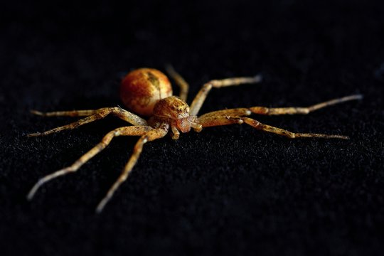 Scary spider isolated on black background