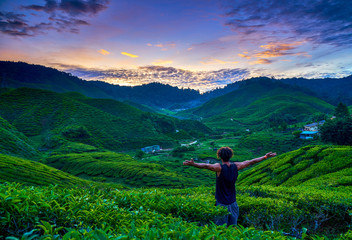 Malaysia Cameron Highlands Tea Plantations sunset - obrazy, fototapety, plakaty