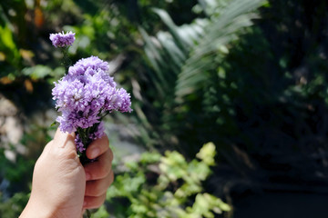 Hand holding Purple Marguerite Daisy flowers in green bokeh nature garden background.Ultra violet for 2018.Use for Valentine day and holiday concept.Copy space.