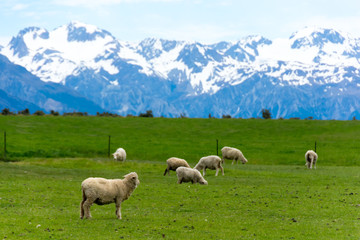 <ニュージーランド>牧場の羊