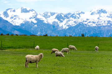 Obraz premium <ニュージーランド>牧場の羊