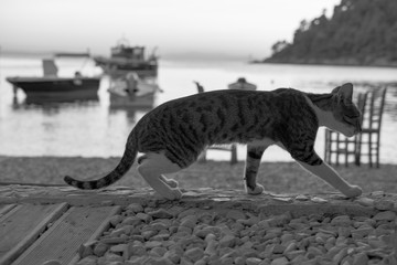 Fototapeta na wymiar Cat walking on a beach
