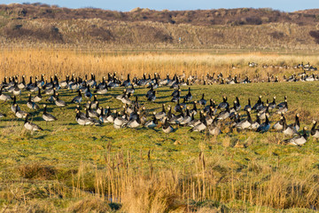 Langeoog, Deutschland Insel Nordsee
