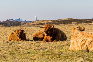 Langeoog, Deutschland Insel Nordsee