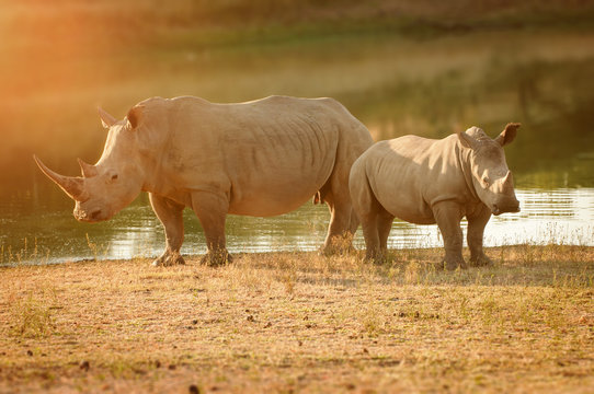 Breitmaulnashorn mit Baby