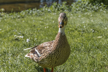 close-up of a duck. netherlands holland