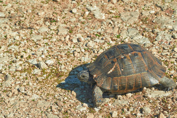 A large old land tortoise walks on dry soil with pebbles, quickly moving limbs and looking at the head, preparing for paw protection, living in a nature park