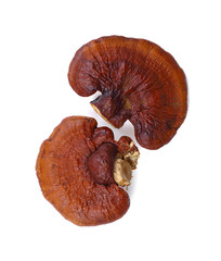 Lingzhi Mushroom Ganoderma Lucidum Isolated on white background.