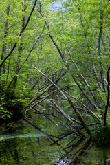 上高地大正池畔の森／長野県松本市