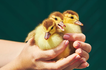 A woman is holding in her hands three yellow little ducklings on a green background. An employee of...