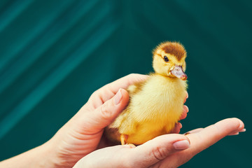 A woman is holding a yellow little duckling in the palm of a hand on a green background. An...