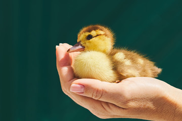 A woman is holding a yellow little duckling in the palm of a hand on a green background. An...