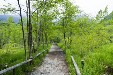 上高地の新緑／長野県松本市