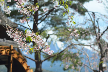 Branches of cherry blossom with a back drop of a waterwheel. The slopes of Mt Fuji are in the background.