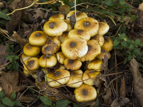 Honey mushrooms in the forest