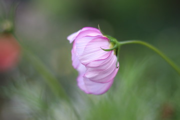 soft and natural pink 
