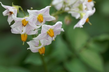 Flowers of a potato plant