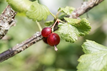 Fruits of a jostaberry bush (Ribes × nidigrolaria)