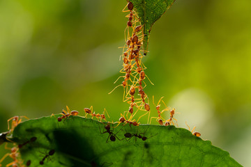 Ant action standing.Ant bridge unity team,Concept team work together