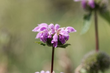 Obraz premium Blue Jerusalem sage Phlomis herba-vent
