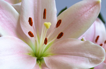 Light Pink Lily Blossom 7