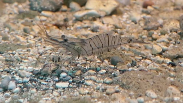 caridean shrimp in the adria sea of corfu island (Greece)