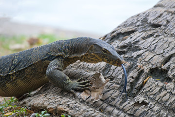Striped lizard (water monitor lizard) with his tongue hanging out closeup. Lumpini Park, Bangkok