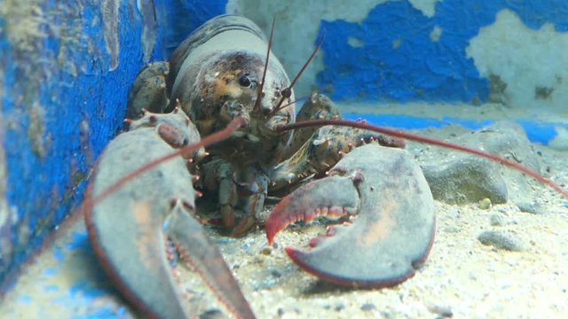 European lobster (Homarus gammarus) in aquarium