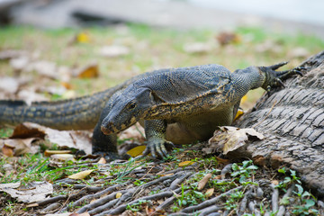 Striped monitor (water monitor) close-up. Lumpini Park, Bangkok