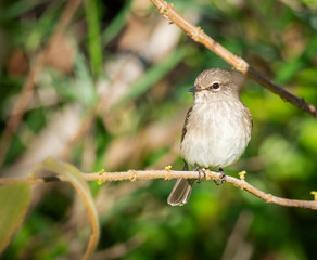 African Dusky Flycatcher