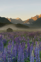 Lupine full bloom flower with mountain background, New Zealand natural landscape background