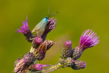  Ampfer-Grünwidderchen (Adscita statices)